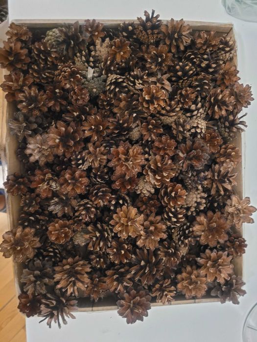 szyszki sosny pospolitej, różnej wielkości