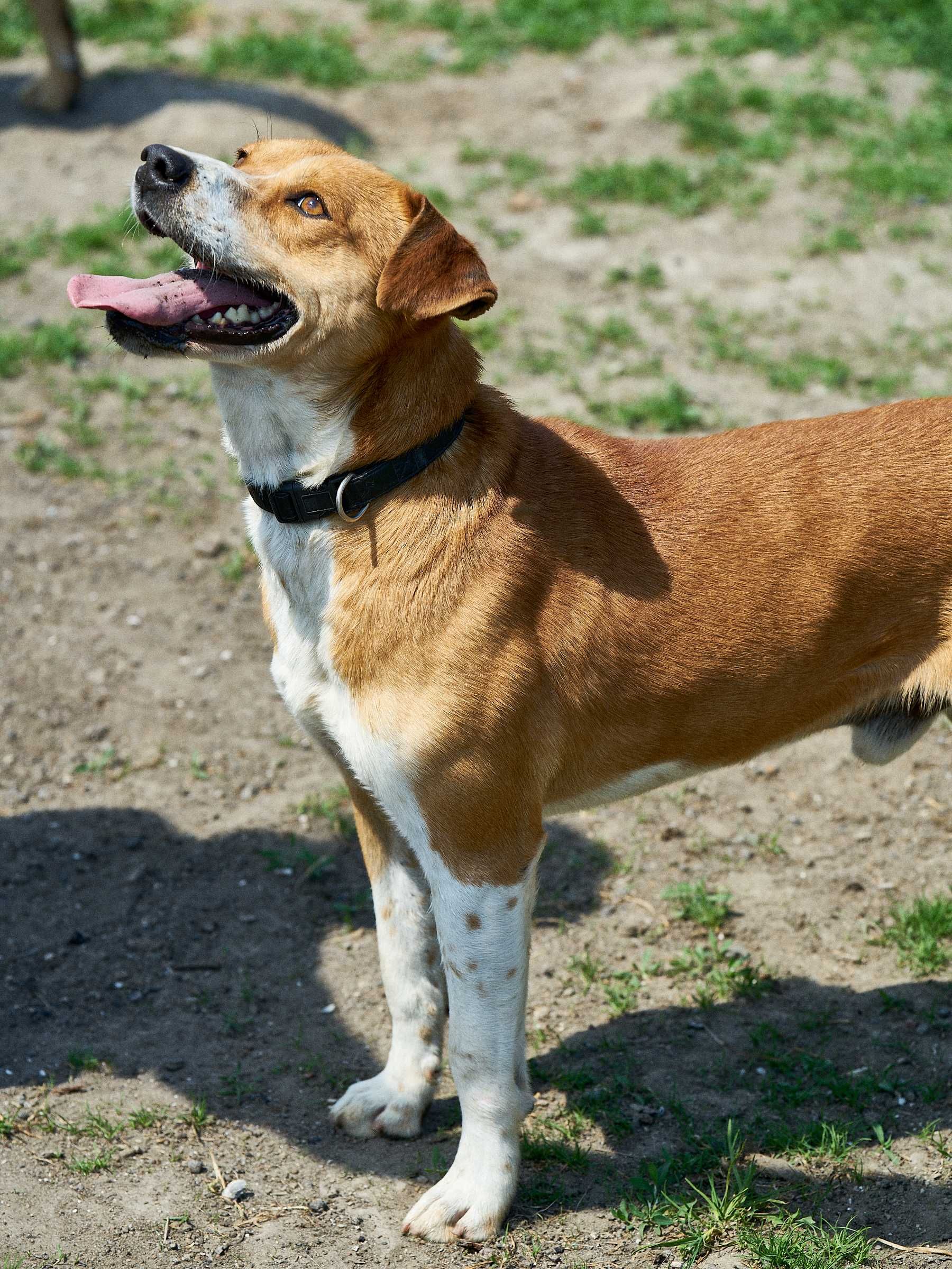 Laki - cudny psiak do adopcji Szczecin / Choszczno