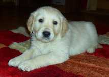 Golden Retriever Piękny