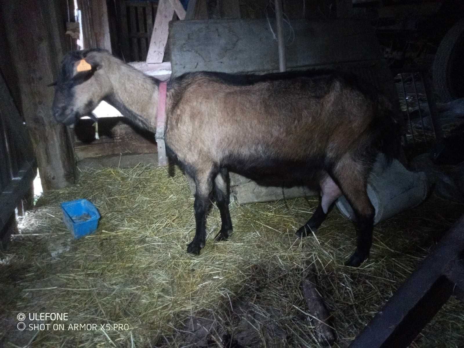 Koza z mlekiem genetycznie bezrożna