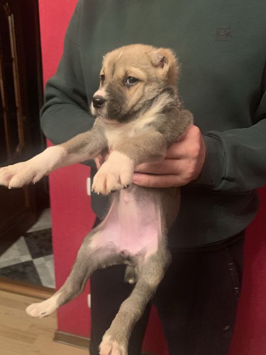 Продам цуценят Алабая