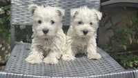 West highland white terrier