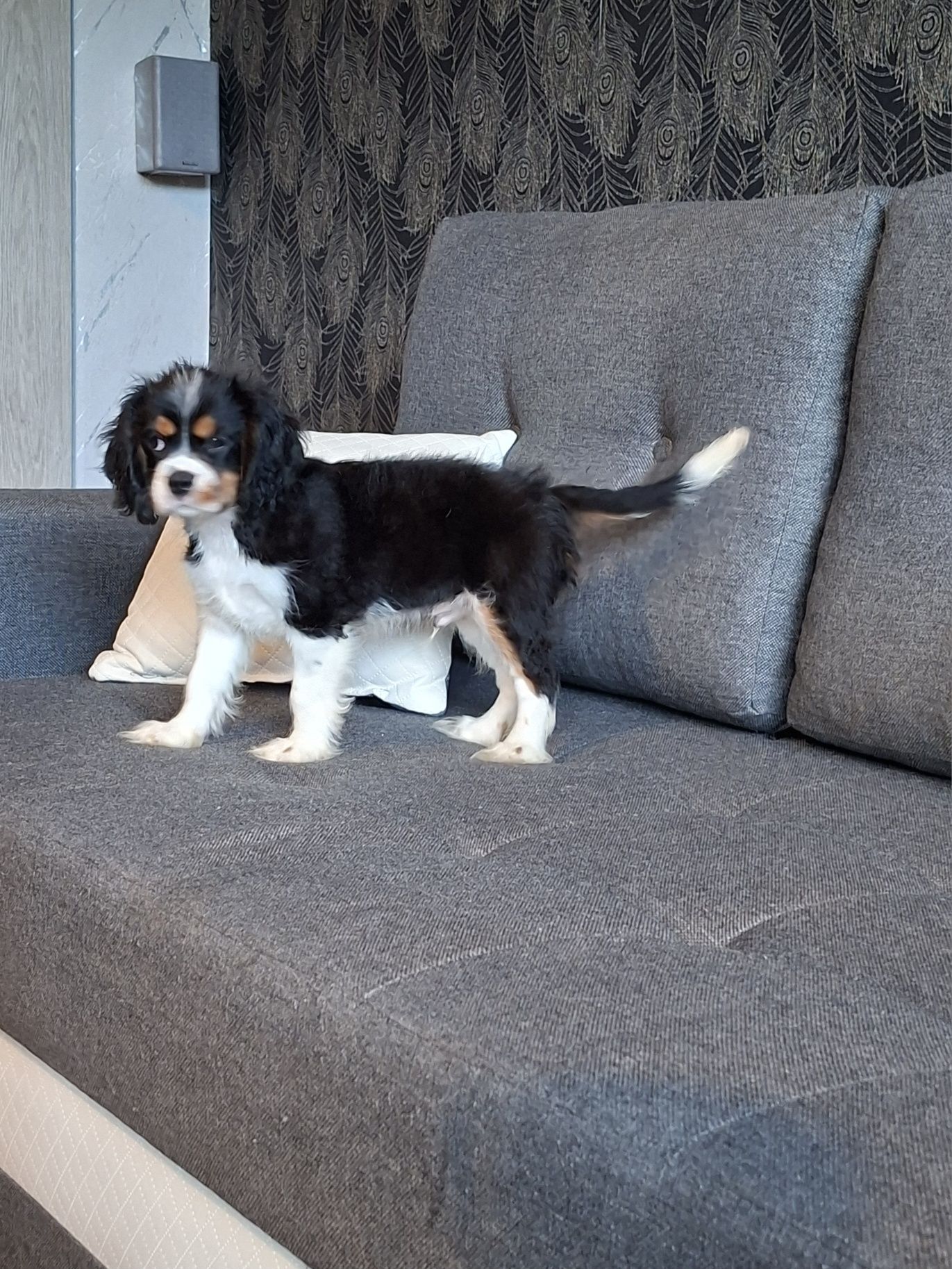 Cavalier King Charles Spaniel