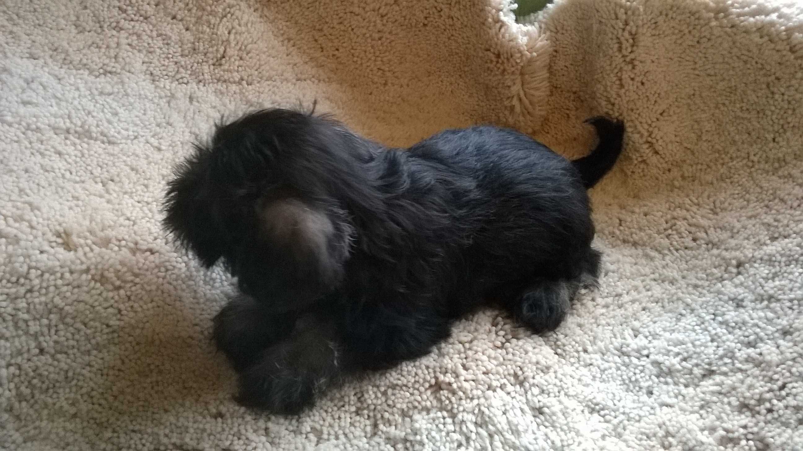 sznaucer miniaturowy-piesek z matryczka,gotowy do odbioru.