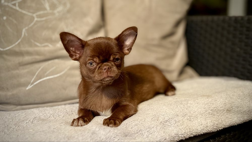 Chihuahua czekoladowy GOTOWY DO ODBIORU  przepiękny PIESEK