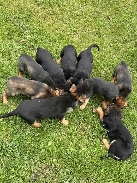 Oddam szczeniaczki (mieszaniec labradora i owczarka)