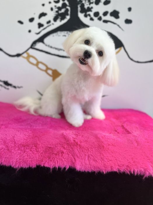 Мальтезе ищет невесту