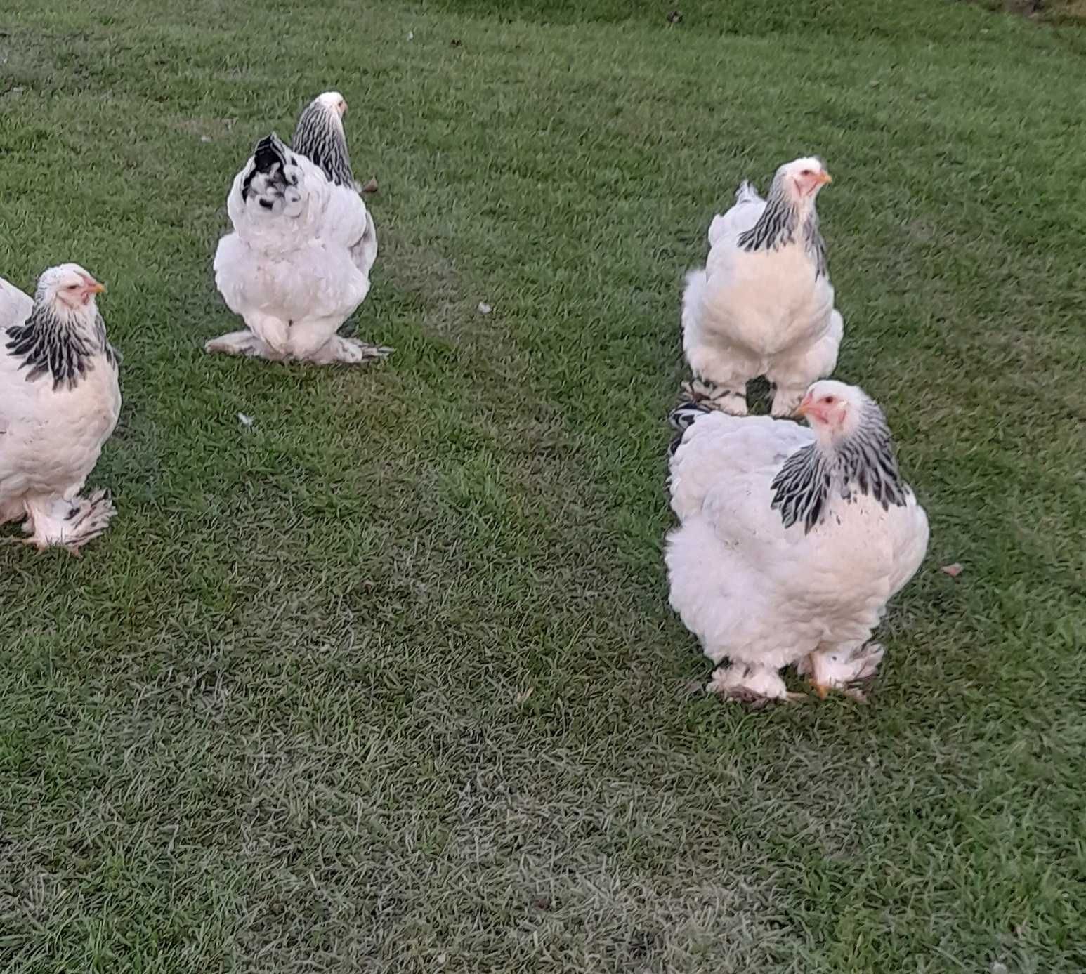 Jaja lęgowe Brahmy Olbrzymiej - piękny wygląd :: jajka