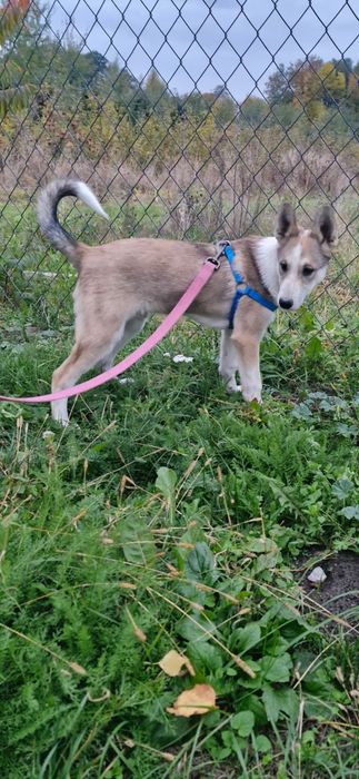 Łajka zachodniosyberyjska