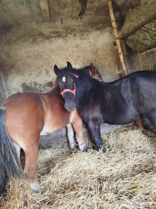 Sprzedam źrebicę zimnokrwiste