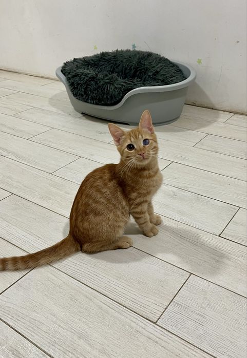 Котенок Арнольд 5мес привит кастрирован