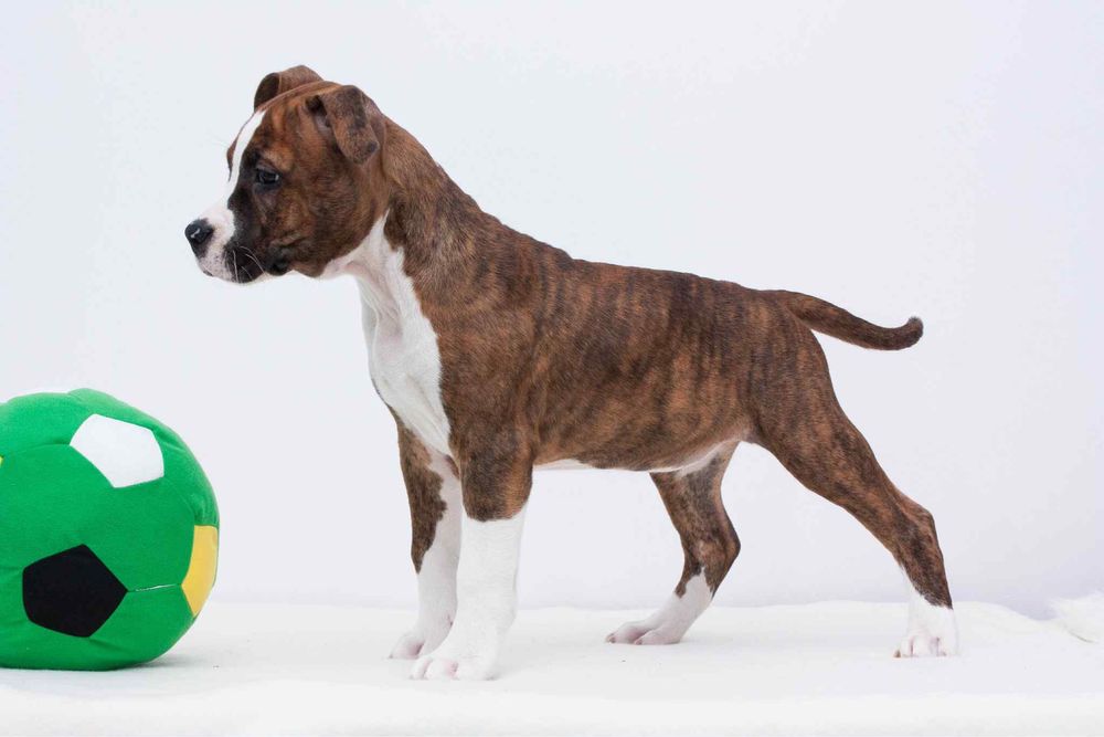 AMSTAFF American Staffordshire Terrier