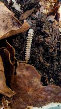 Wij wije Orthomorpha sp. Ao Nang stonoga