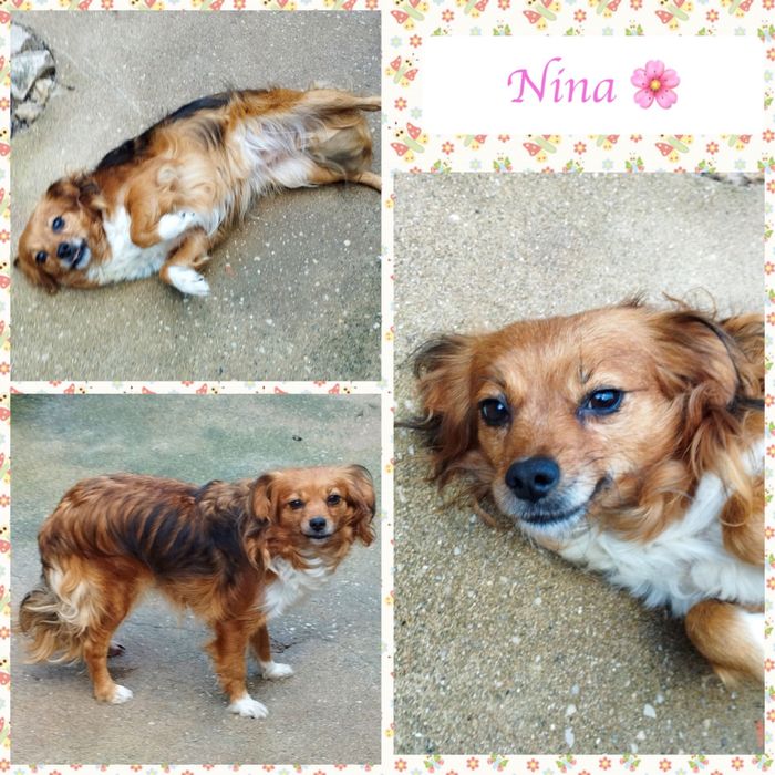 Cadela peluda muito meiga para adoção responsável