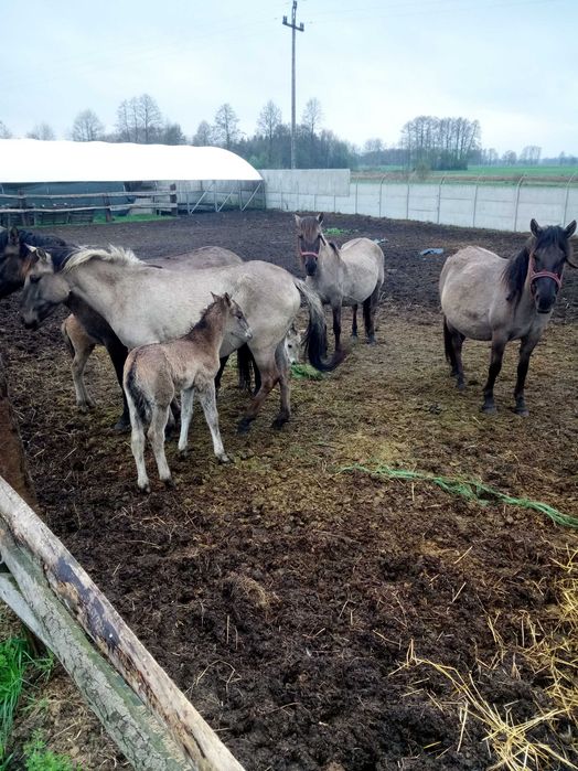 Sprzedam klacze konika polskiego