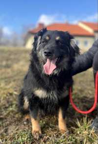 Psy do adopcji- Tosiekk szuka domku