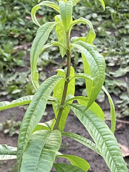Cha de Lucia lima /Limonete