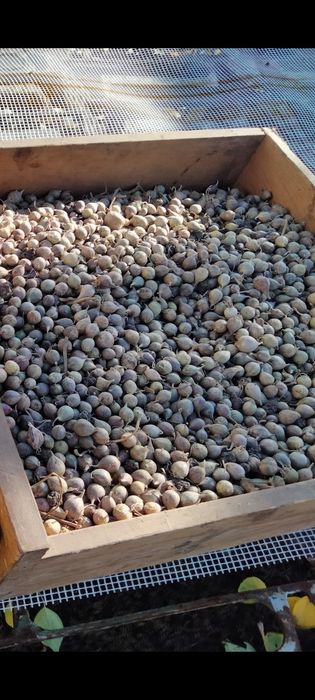 Однозубка  11.4  ціна 150грн