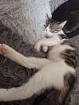3 msc Panduś do adopcji