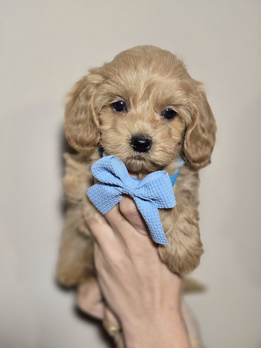 Maltipoo f1 piesek szczeniak metryka chip szczenięta