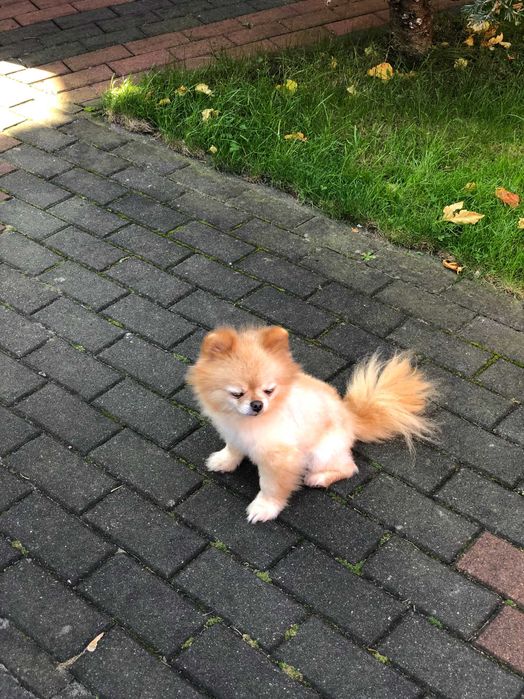 Szpic miniaturowy  pomeranian dorosla sunia