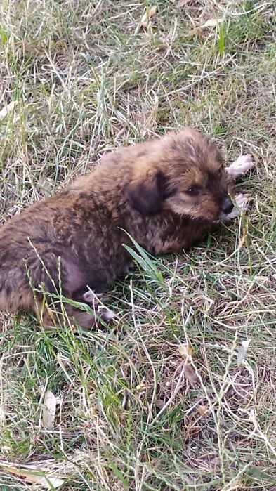 Відамо маленьких цуциків в добрі руки