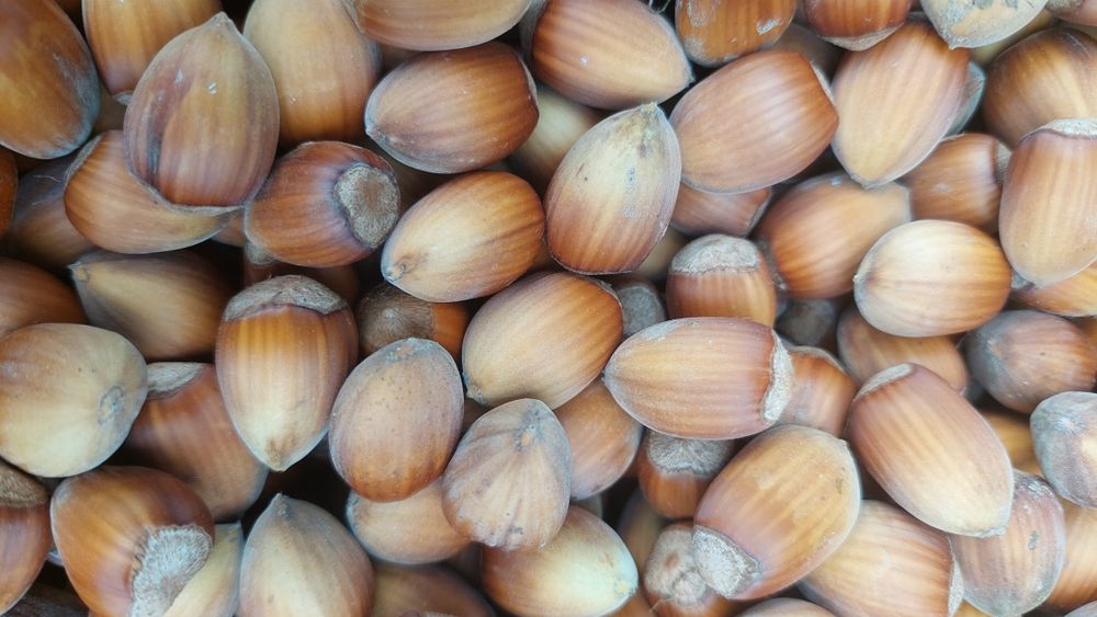 Orzechy laskowe TANIO 3kg z ekologicznego miejsca