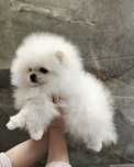 Szpic miniaturowy Pomeranian ZKwP FCI