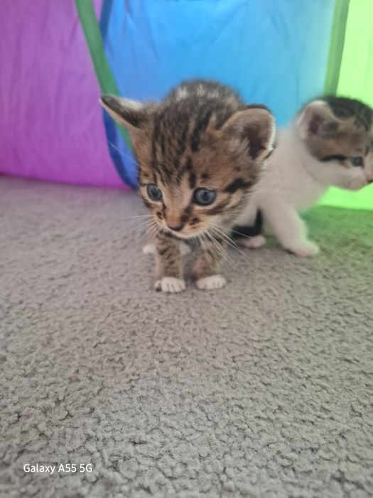 Oddam koty za darmo !!!