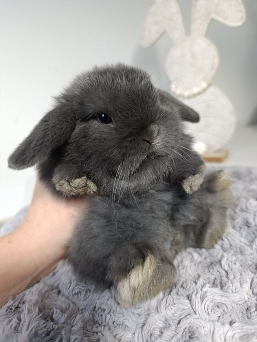 Królik króliczek mini lop hodowla zarejestrowana Top