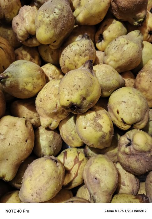 Pigwa. Owoce pigwy gruszkowej.