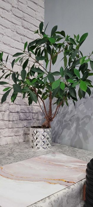 Fikus ala Bonsai