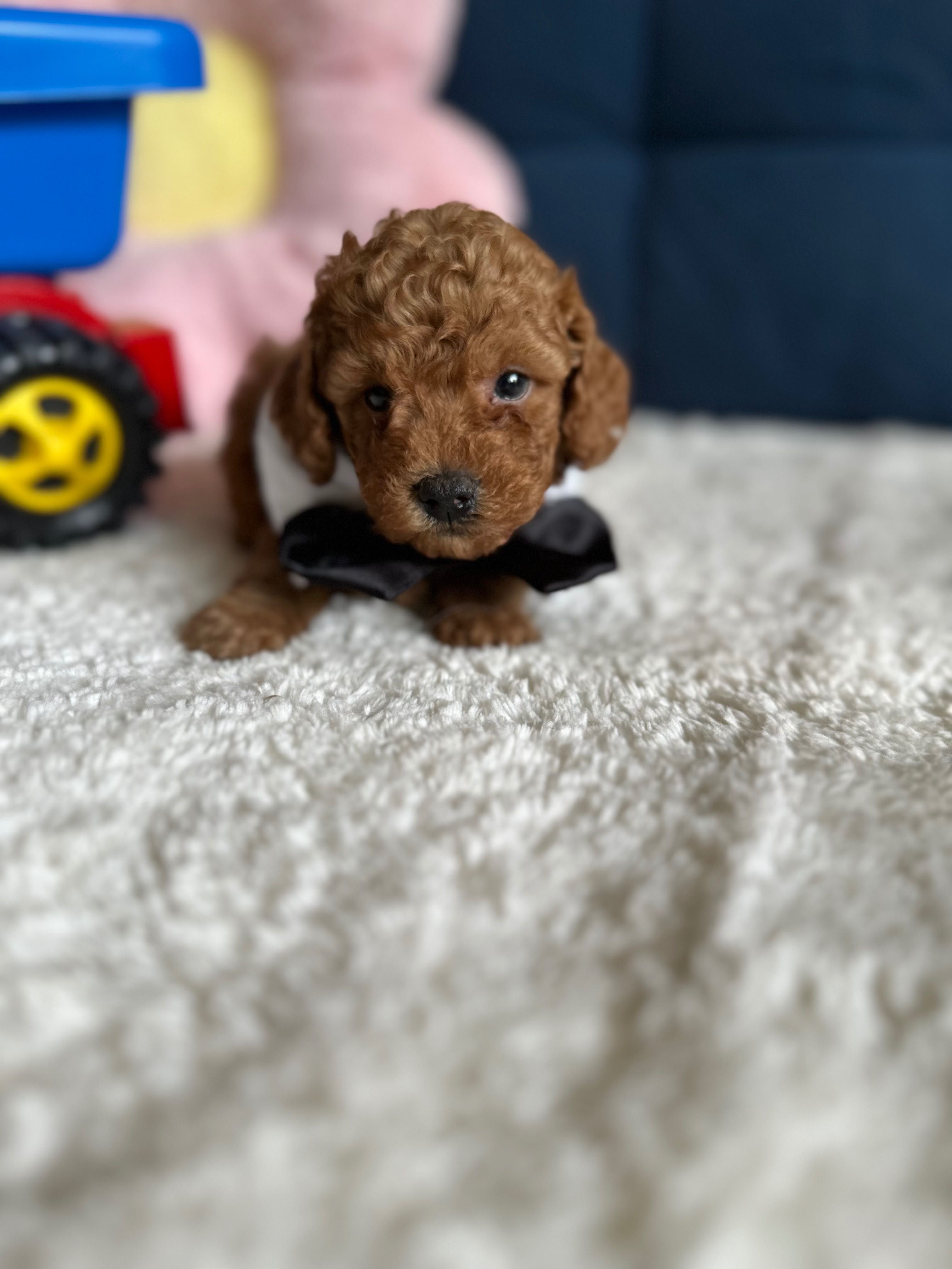 Cudowny Piesek Malitpoo F1b!