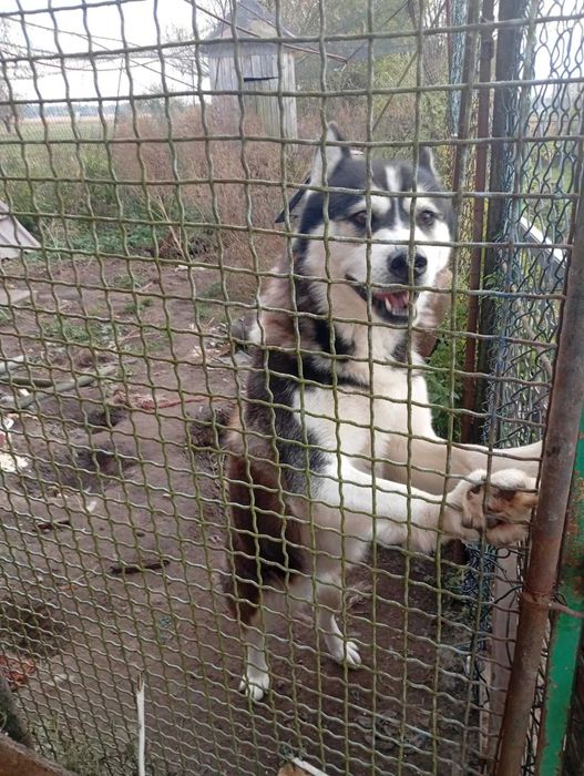 Oddam psa w dobre ręce