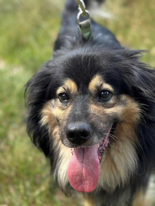 Kudłaty Marley szuka domku