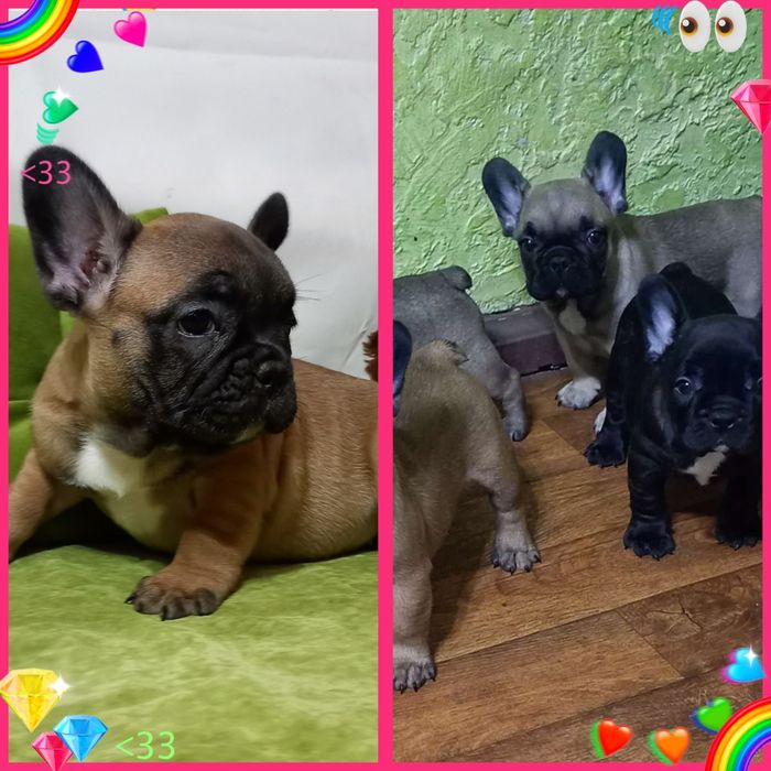 Гарнюні цуцики чекають