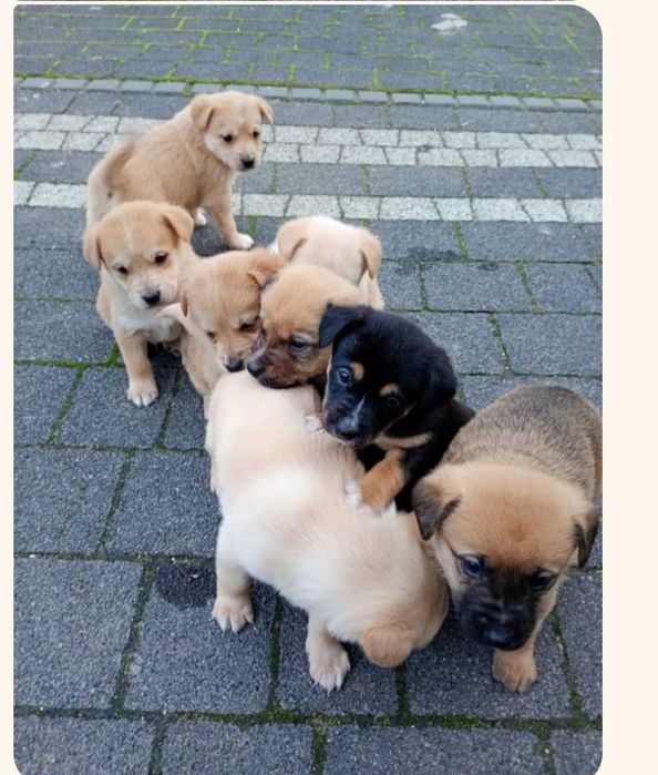 Oddam osiem piesków za darmo