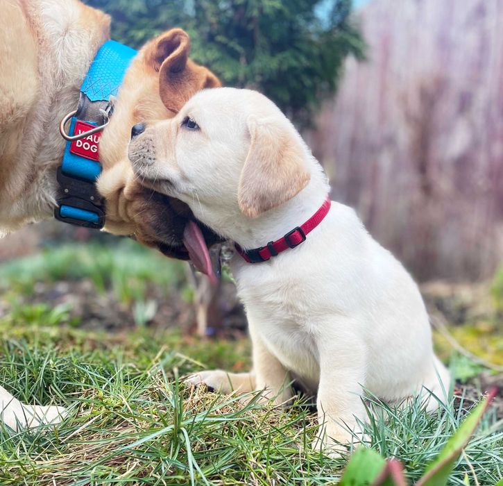 Видео) Топ щенки лабрадора ретривера, эксклюзивный помет в Украине.