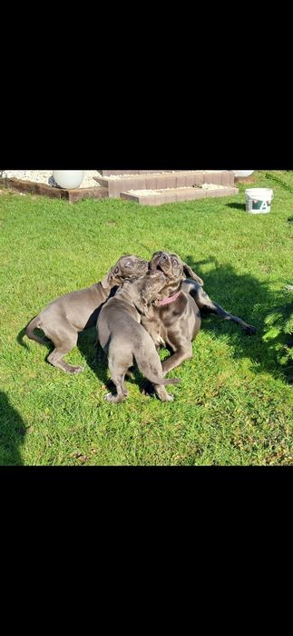 Cane corso Italiano rodowód 6 pokoleń