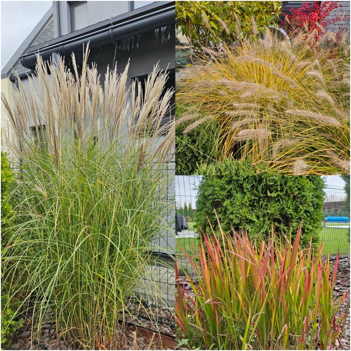 Злаки, міскантус, пінесетум,  імперата