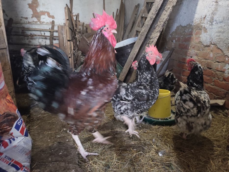 Продам яйця курячі Лівенська ситцева