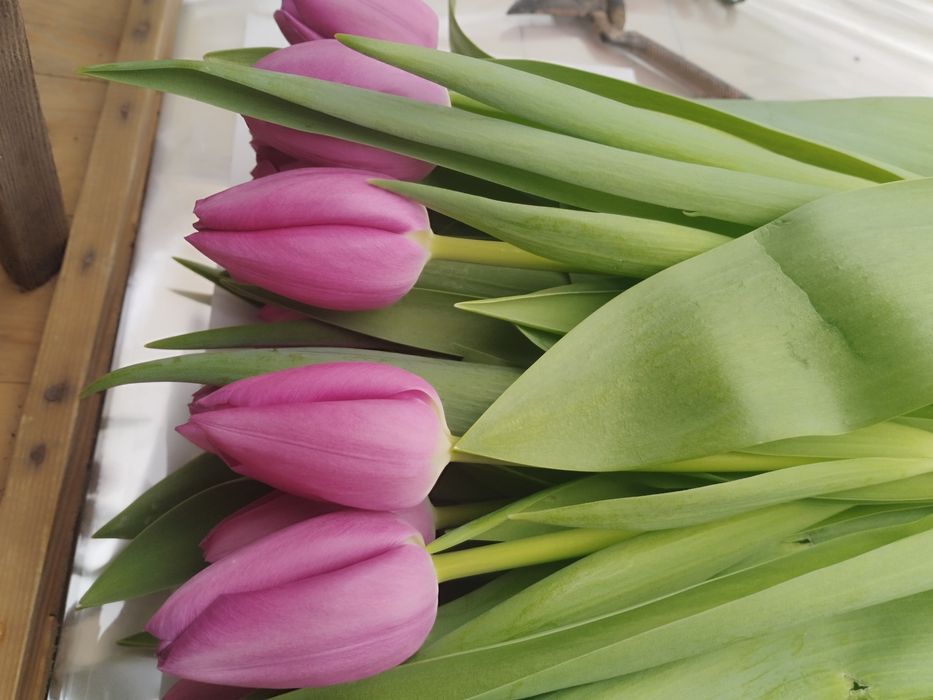 Розы 51,101, от производителя