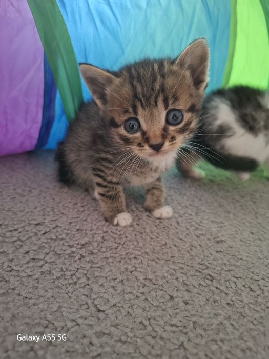 Oddam koty za darmo !!!