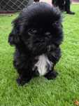 Shih tzu, po małych rodzicach, suczka