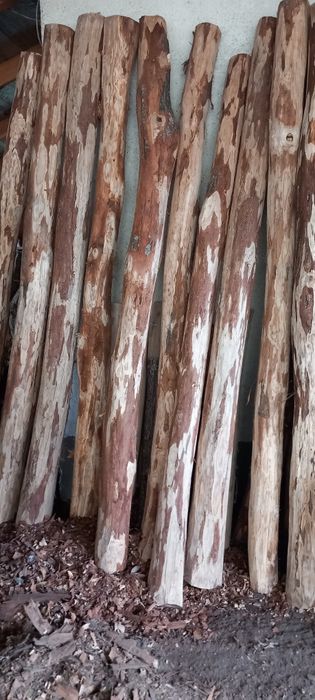 Drągi dębowe, bale stęple słupki ogrodzeniowe okorowane