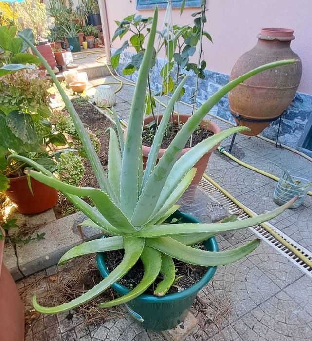 Planta Aloé vera