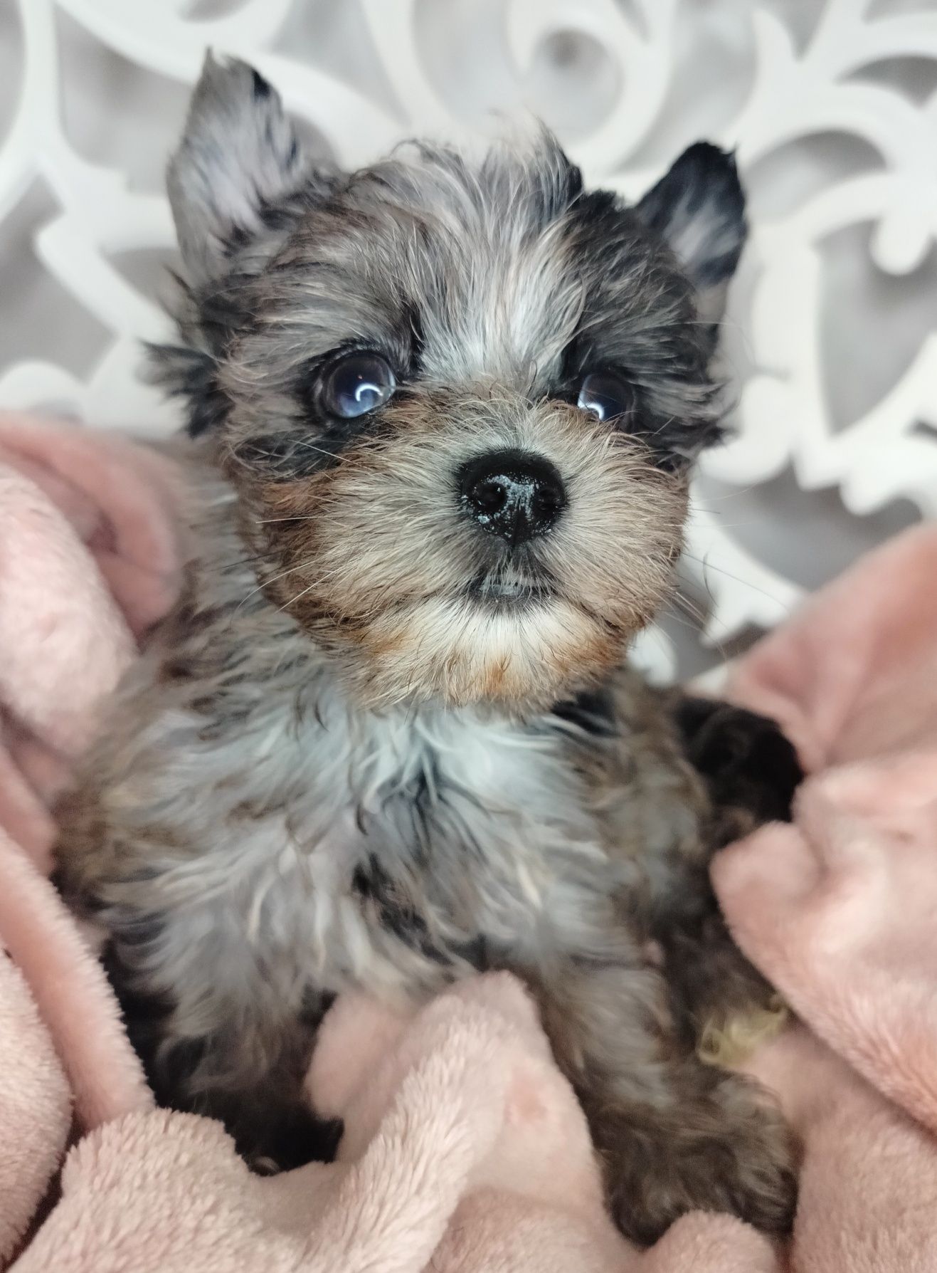 ZAREZERWOWANA. Yorkshire Terrier, Blumerle, suka