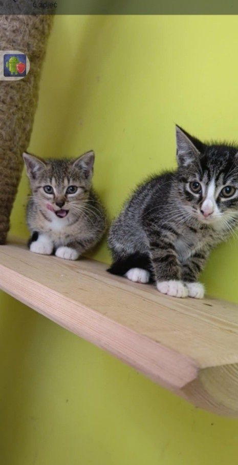 Kotki do adopcji