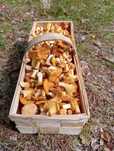 Grzyby świeże 5kg