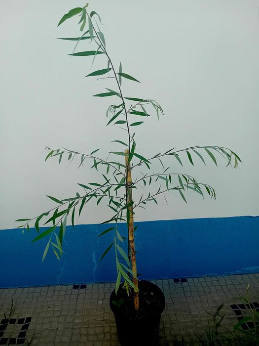 Arvore salgueiro chorao